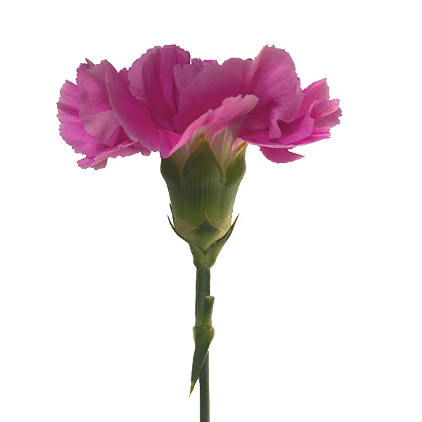 Carnations – Fillco Flowers