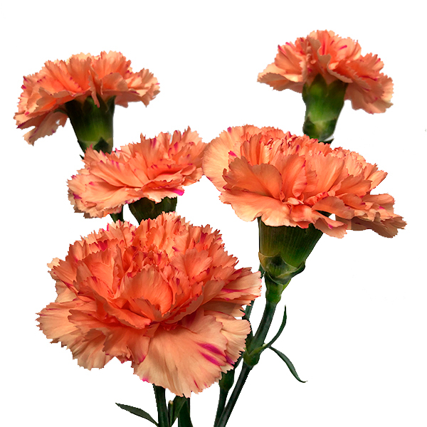 Carnations – Fillco Flowers