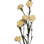 Cream Intermezzo