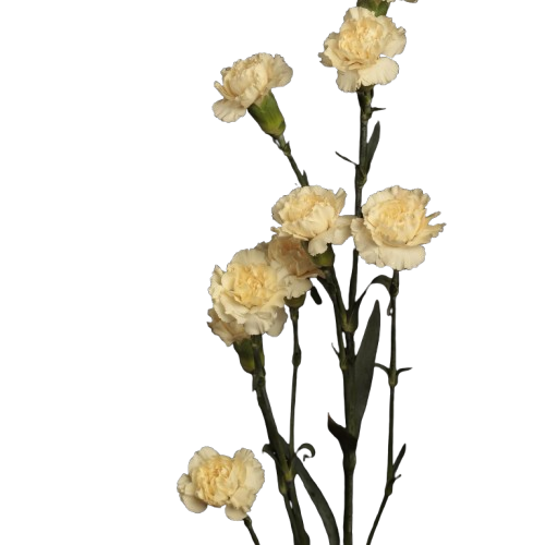 Cream Intermezzo