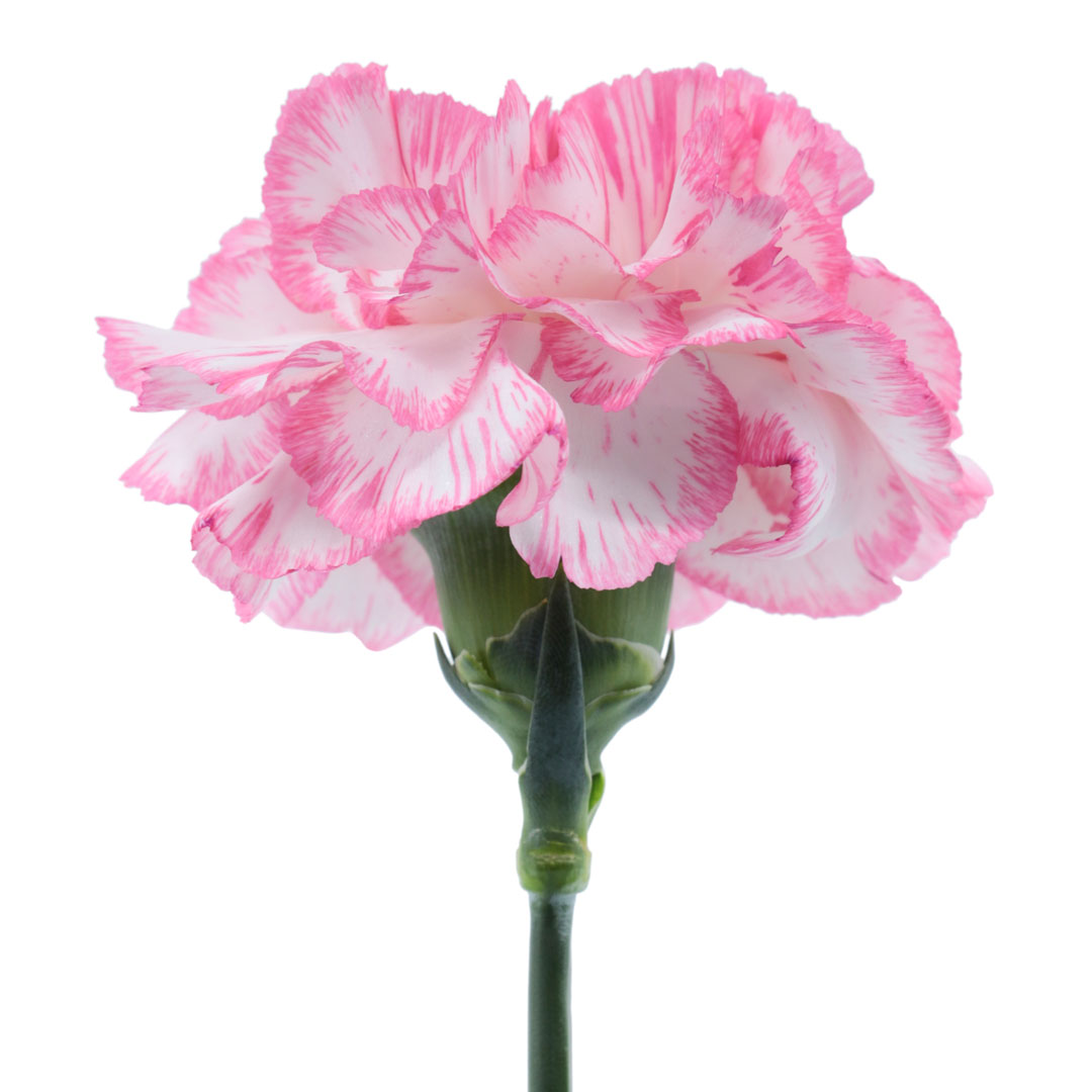Spritz blanco rosa