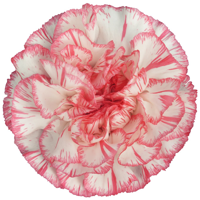 Spritz blanco rosa